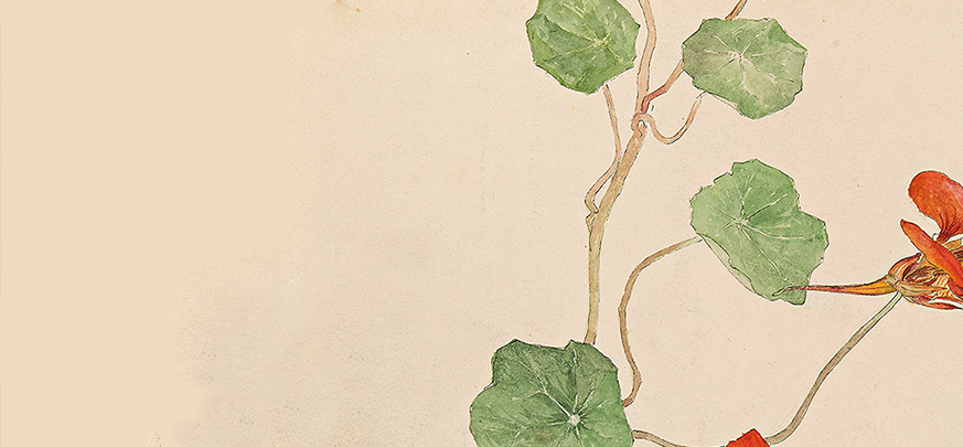 Art prints by plants, botanical, and nature themed / Featured Image: Hilma af Klint: Nasturtium (c.1890)